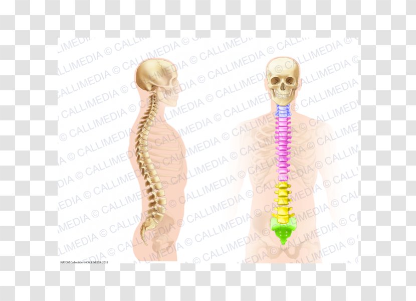 Vertebral Column Spinal Cord Scoliosis Anatomy Pain In Spine - Watercolor Transparent PNG