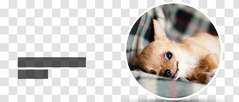 Chihuahua Puppy Cat Pomeranian Pet Transparent PNG