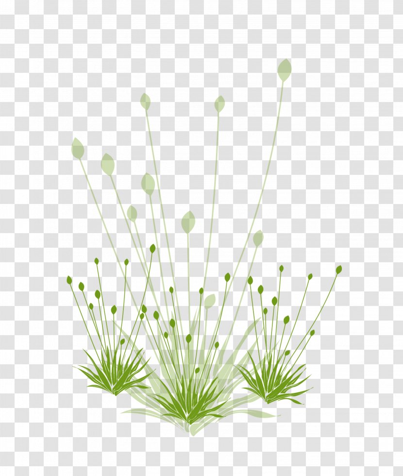 Download Google Images Grasses Icon - Plant Stem - Green Grass Transparent PNG
