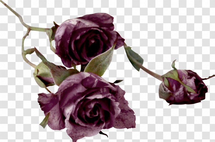 Garden Roses Cut Flowers Centifolia Color - Vintage Rose Transparent PNG