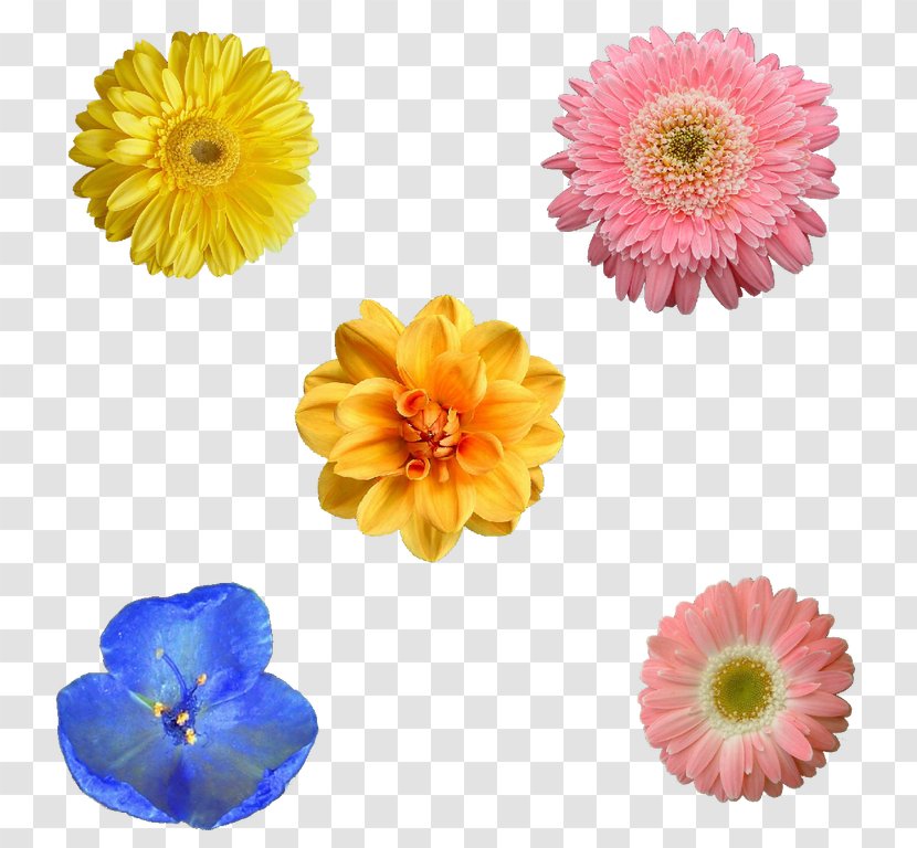 Transvaal Daisy Chrysanthemum Cut Flowers Dahlia Transparent PNG