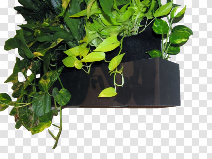 Plant Green Wall Flowerpot Reservoir - Backflow Prevention Device - Aquatic Plants Transparent PNG