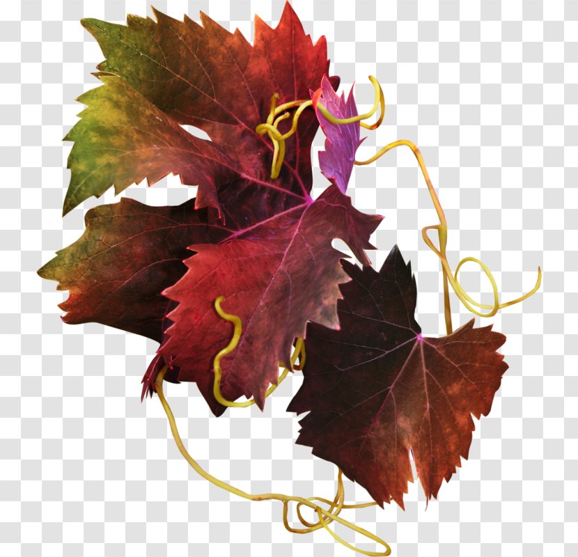 Grapevines Autumn - Leaf Transparent PNG