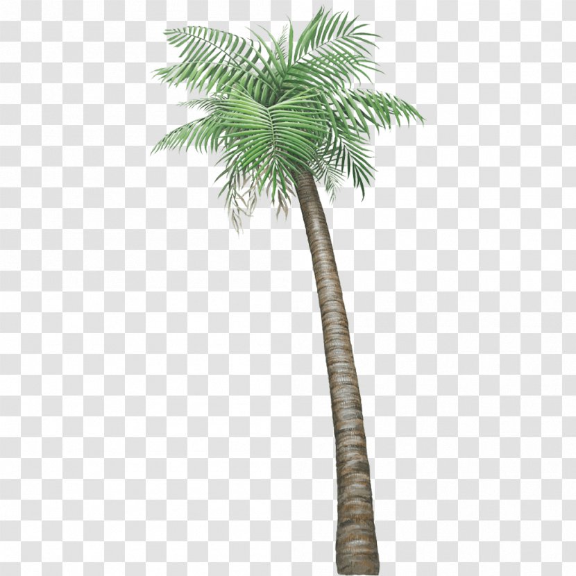 Wall Decal Arecaceae Houseplant Tree - Palm - Trees Transparent PNG