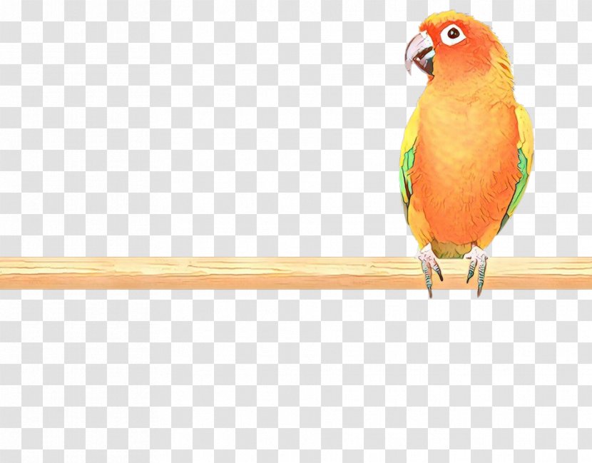 Lovebird - Animal - Bird Toy Supply Transparent PNG