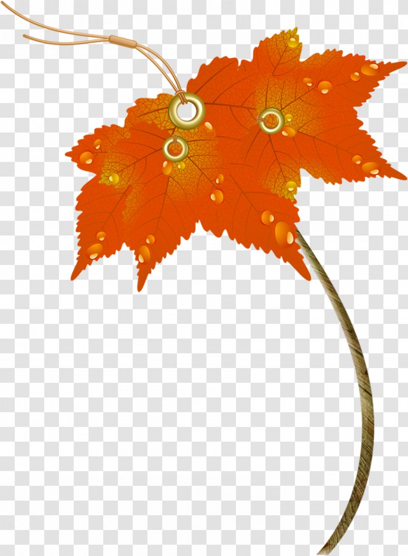 Maple Leaf Umbrella Autumn - Flowering Plant - Leaves Transparent PNG
