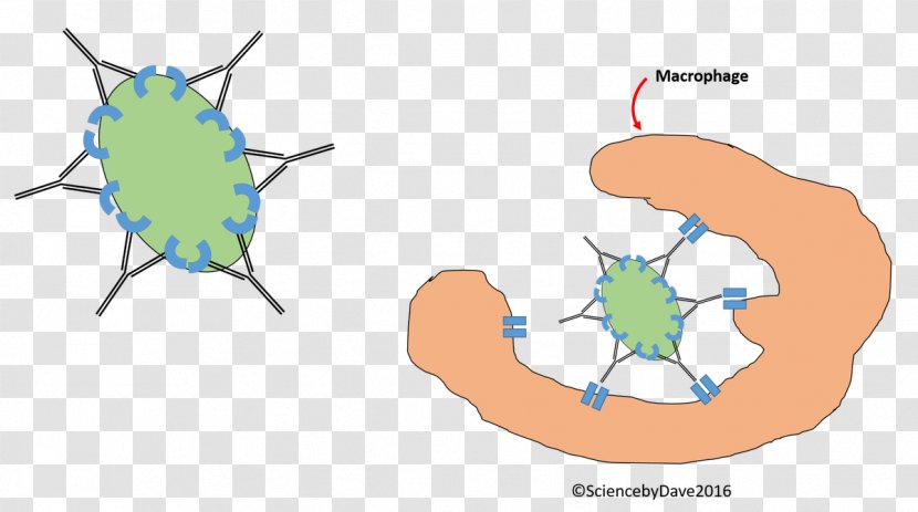 Science Scientist Clip Art - World - Sterilized Virus Antibody Transparent PNG