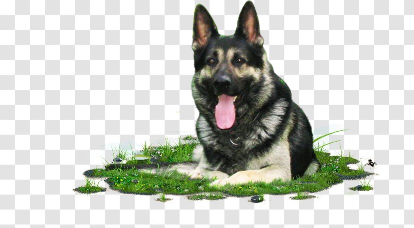 Old German Shepherd Dog East-European King Shiloh - Wolfdog - Puppy Transparent PNG