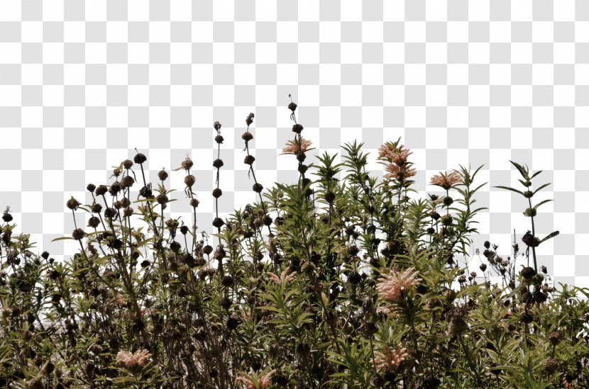 Wildflower - Sky - Wild Flowers Transparent PNG