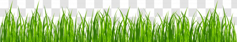 Animation Lawn Drawing Clip Art - Grass Transparent PNG