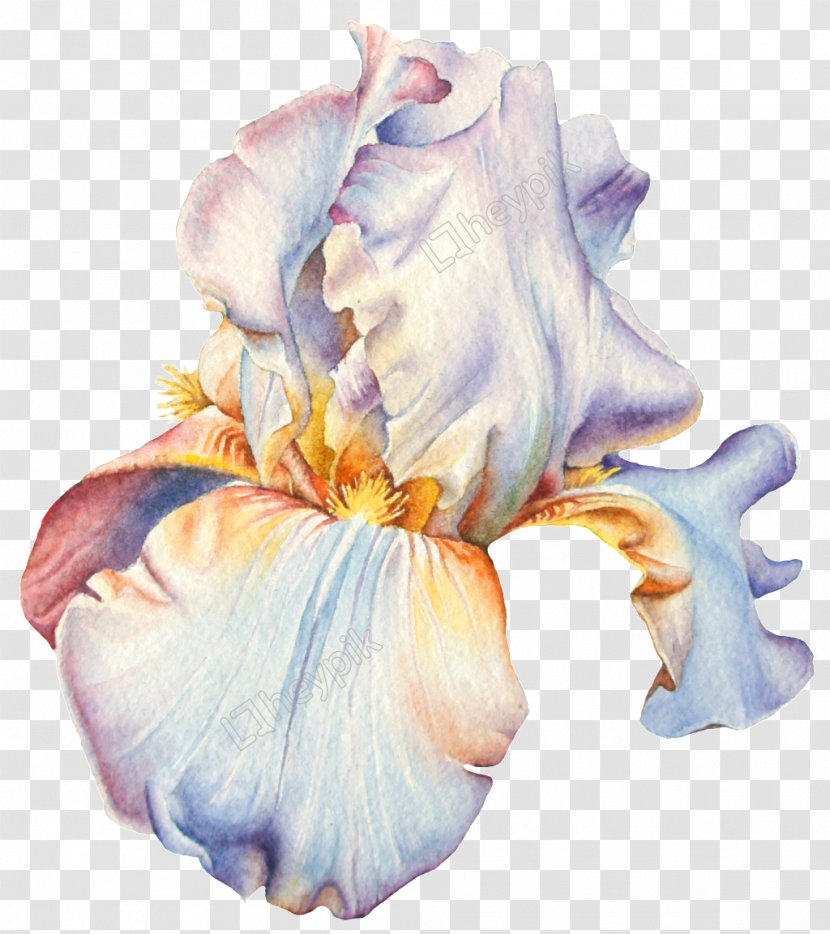 Watercolor: Flowers Watercolor Painting Stock Photography Image - Iris - Hand Painted Cake Transparent PNG