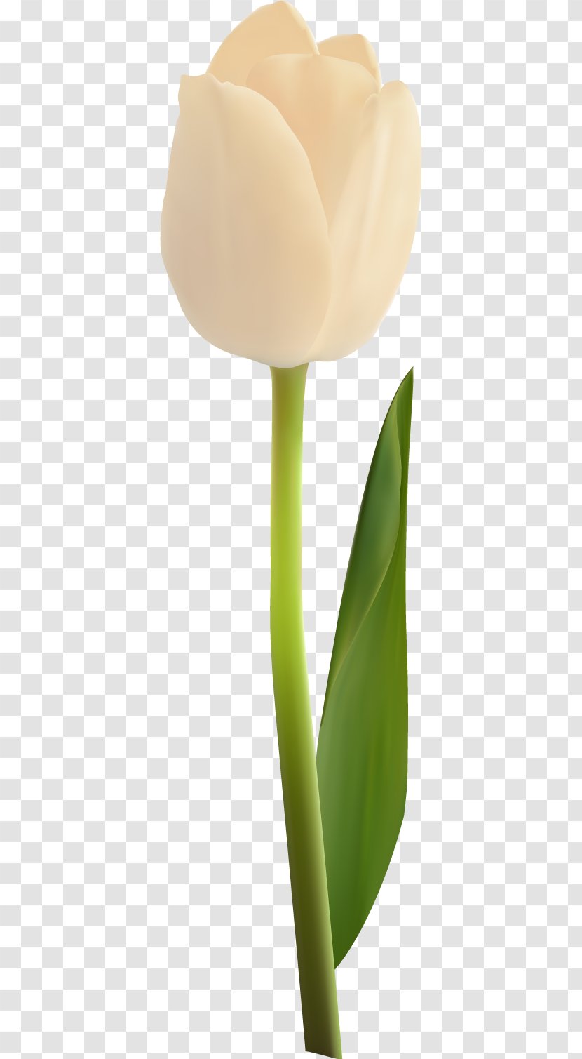 Petal Plant Stem Flowering - Vector Tulip 37 Transparent PNG