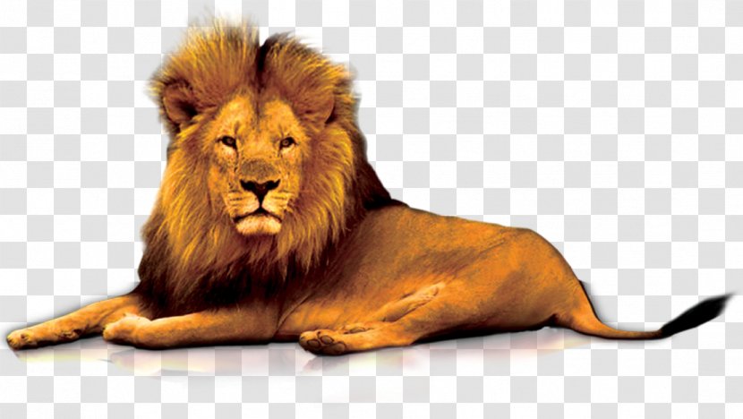 Lions Gate Clip Art - Mammal - Lion Transparent PNG