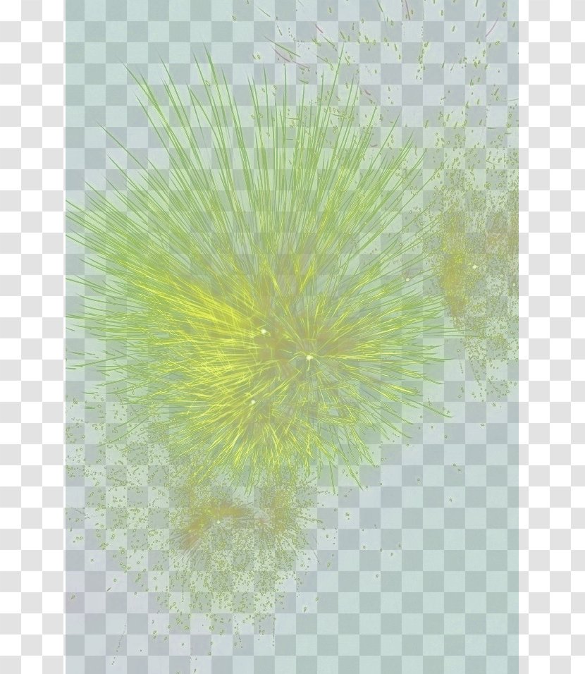 Petal Green Dandelion Wallpaper - Flora - Fireworks Transparent PNG