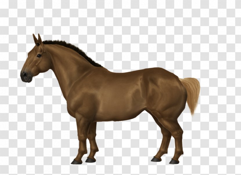 Arabian Horse Mane Mustang Stallion Mare Transparent PNG