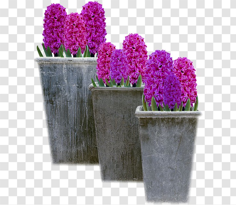 Shabbat Tapuz לנר ולבשמים Rose Lavender - Flowering Plant - Hyacinth Transparent PNG