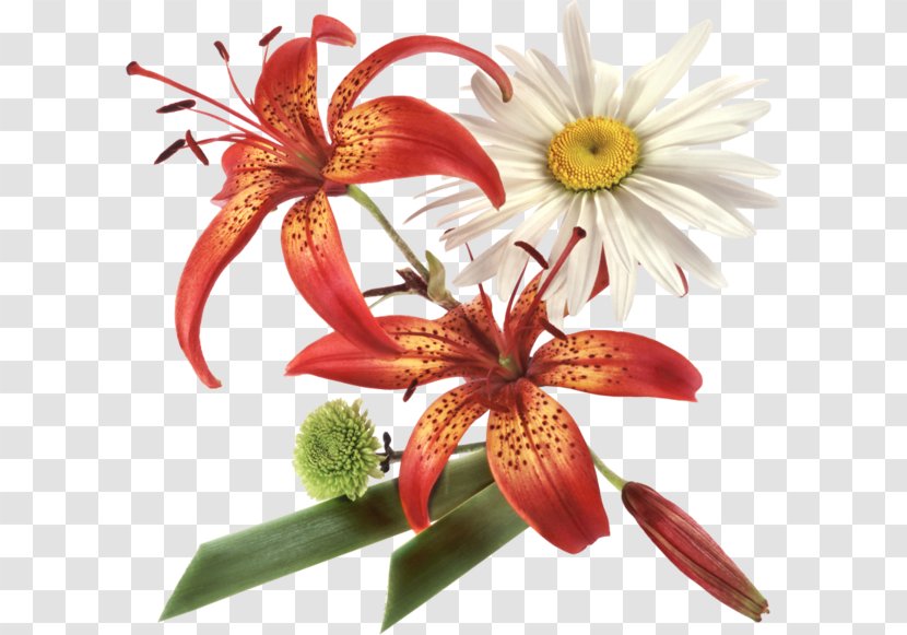 Animaatio Flower - Peony Transparent PNG