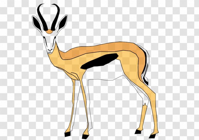 Springbok Gazelle Gemsbok Antelope Kalahari Desert - Antilopinae Transparent PNG