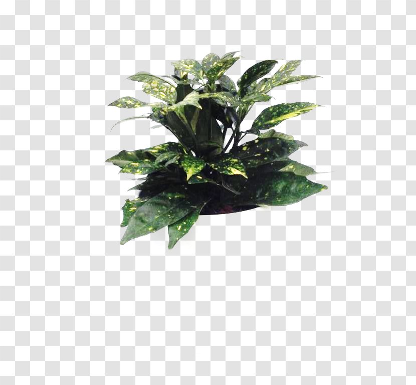 Flowerpot Leaf Houseplant Tree - Plant Transparent PNG