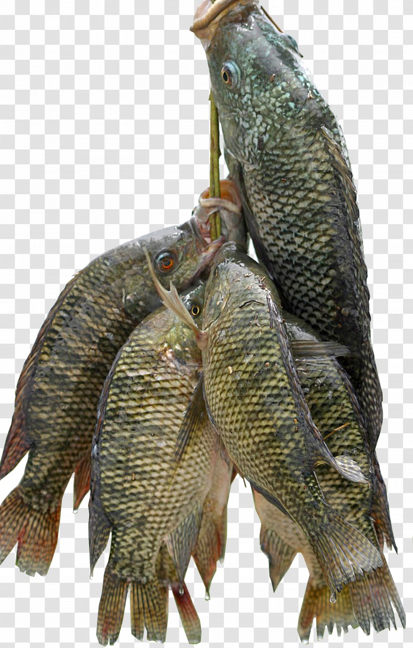 Nile Tilapia Fish Farming Food - Fishing Transparent PNG