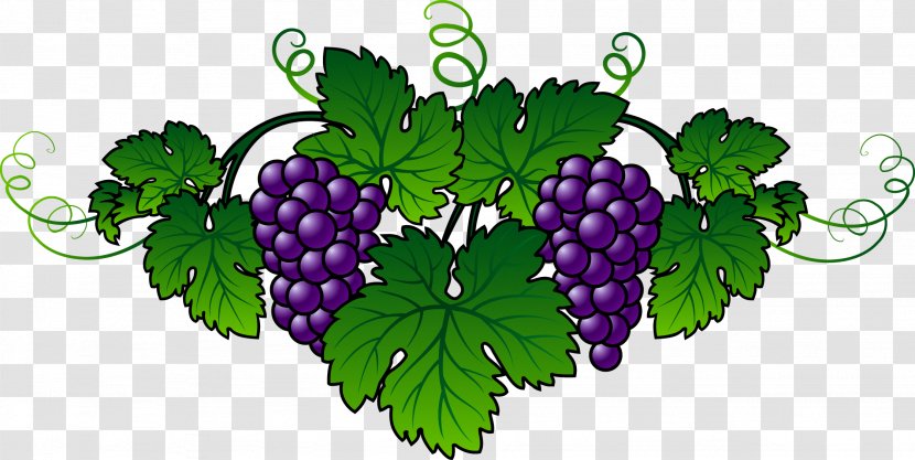 Wine Common Grape Vine Embroidery Berry - Villa Transparent PNG