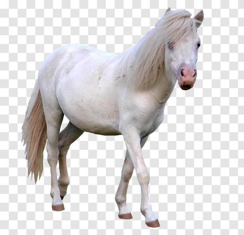 American Miniature Horse Arabian Mustang Stallion Mare - Mini Transparent PNG