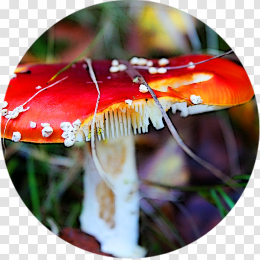 Mushroom Agaric Transparent PNG
