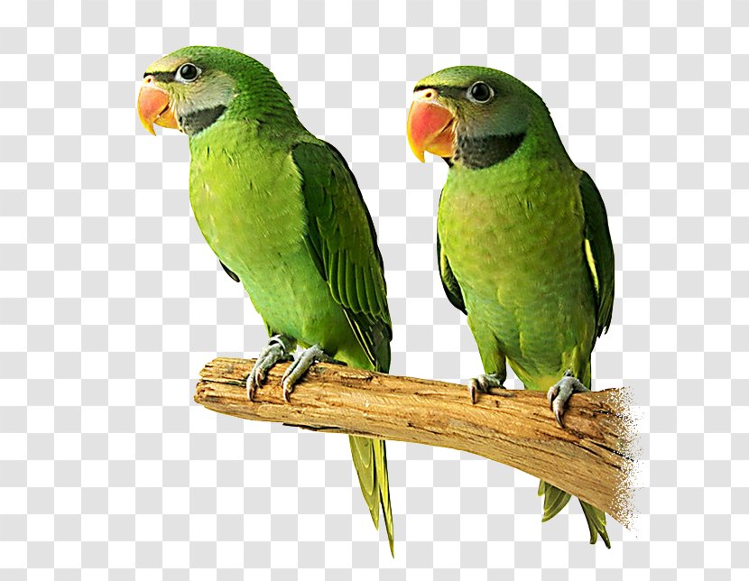 Budgerigar Lovebird Cygnini Gulls - Macaw - Bird Transparent PNG