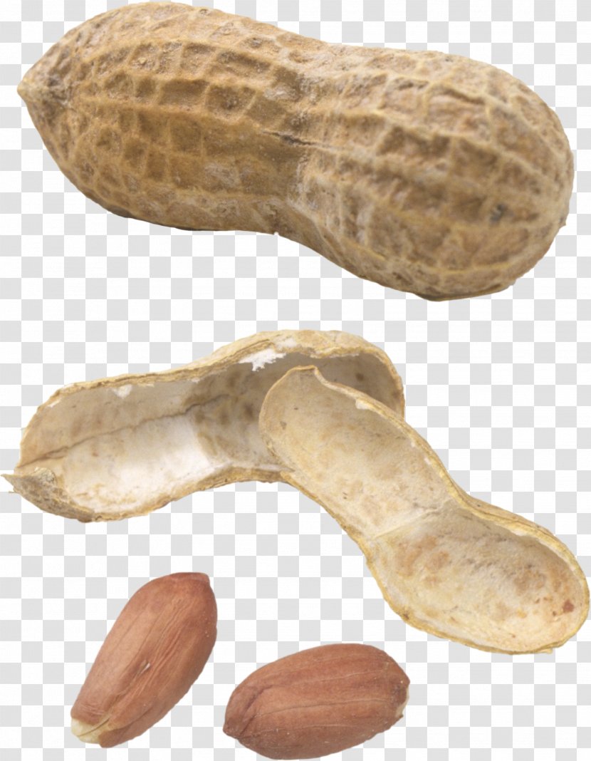 Peanut Image Fat - Traditional Chinese Medicine - Nut Transparent PNG