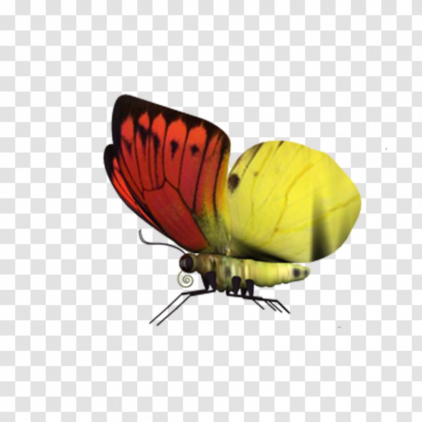 Download - Photo Manipulation - Butterfly Transparent PNG