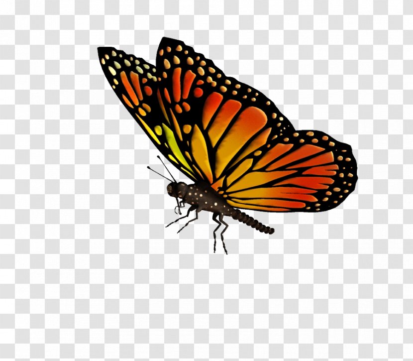 Monarch Butterfly Drawing Clip Art - Flying Butterflies Transparent Transparent PNG