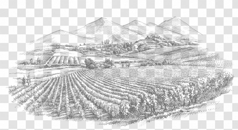 Wine Common Grape Vine Royalty-free Stock Photography - Drawing - Sketch Transparent PNG