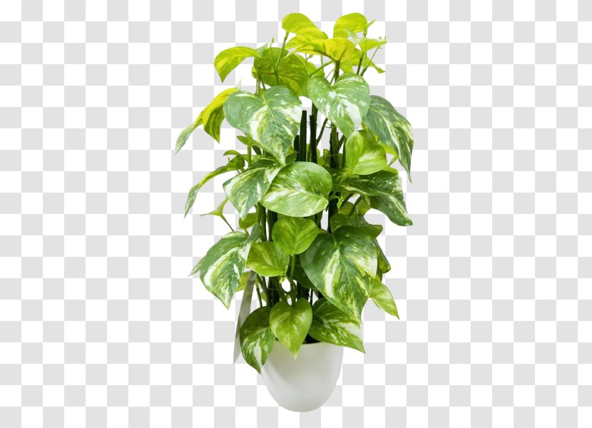 Devil's Ivy Houseplant Flowerpot Artificial Flower - Central Square - Plant Transparent PNG