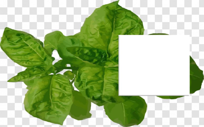 Spinach Basil Spring Greens Chard Leaf - Food Transparent PNG