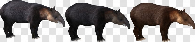 Mountain Tapir Zoo Tycoon 2 South American In - Tail - Mare Transparent PNG