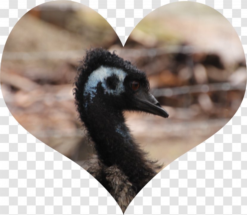 Emu Oil Health Bird Transparent PNG