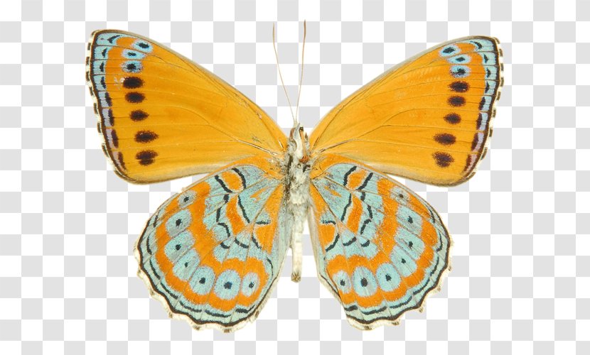Moths And Butterflies Butterfly Insect Lycaena Pollinator - Large Copper Yellow Transparent PNG