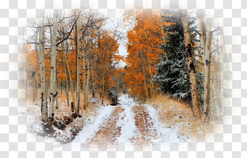 Snow Autumn Leaf Color Tree Desktop Wallpaper - Road Transparent PNG