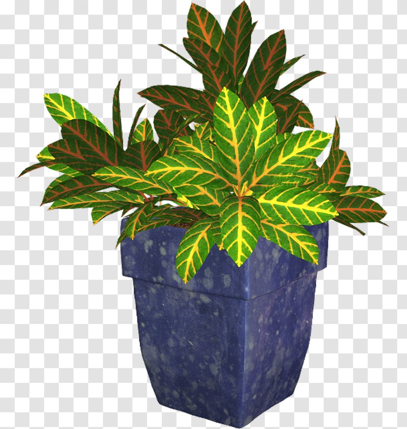 Flowerpot Plant - Evergreen Transparent PNG