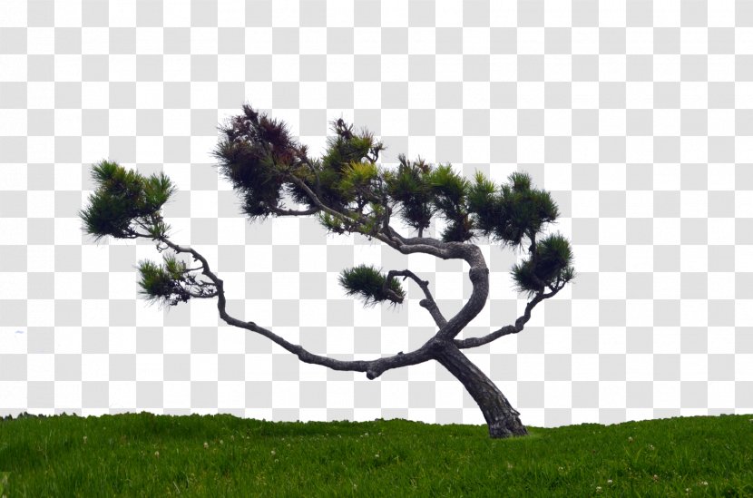 Pinus Contorta Tree - Grass - Hill Transparent PNG