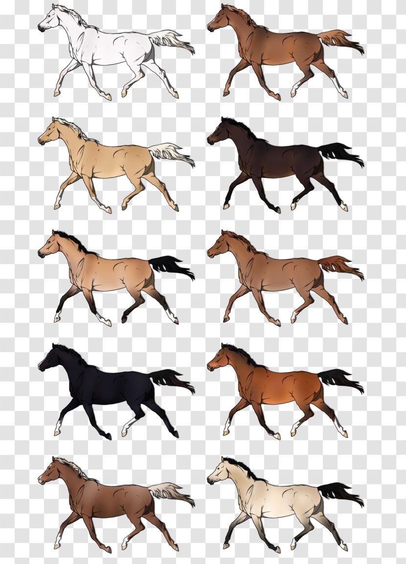 Mustang Stallion Dog Pack Animal Canidae - Mane Transparent PNG