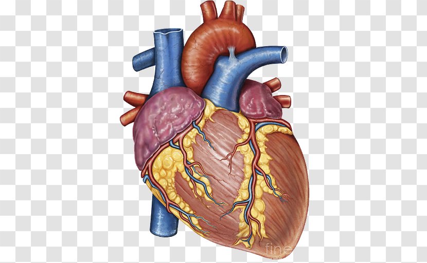 Stock Photography Heart Gross Anatomy Human Body Transparent PNG