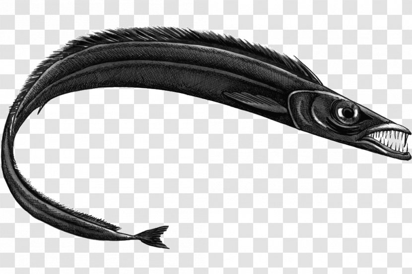 Black Scabbardfish Largehead Hairtail Swordfish Fishing - Technology - Fish Transparent PNG