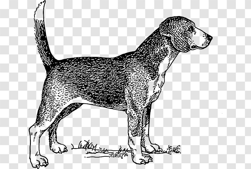 Beagle Drawing Black And White Clip Art - Bark - Dog Transparent PNG