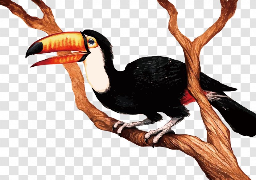 Bird Cartoon Clip Art - Coraciiformes - Vector Big Transparent PNG