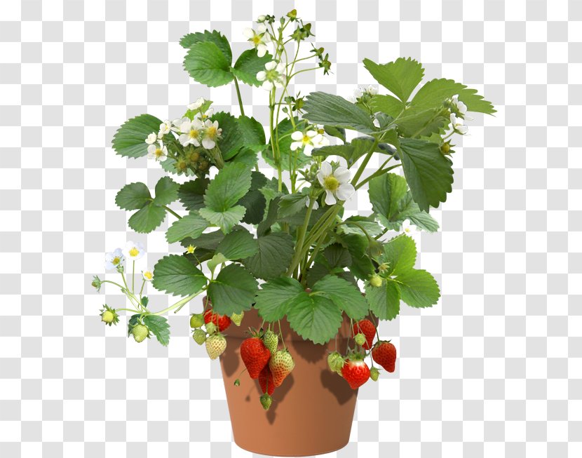 Strawberry Shortcake Plant Water Spinach Cheesecake - Flowerpot Transparent PNG