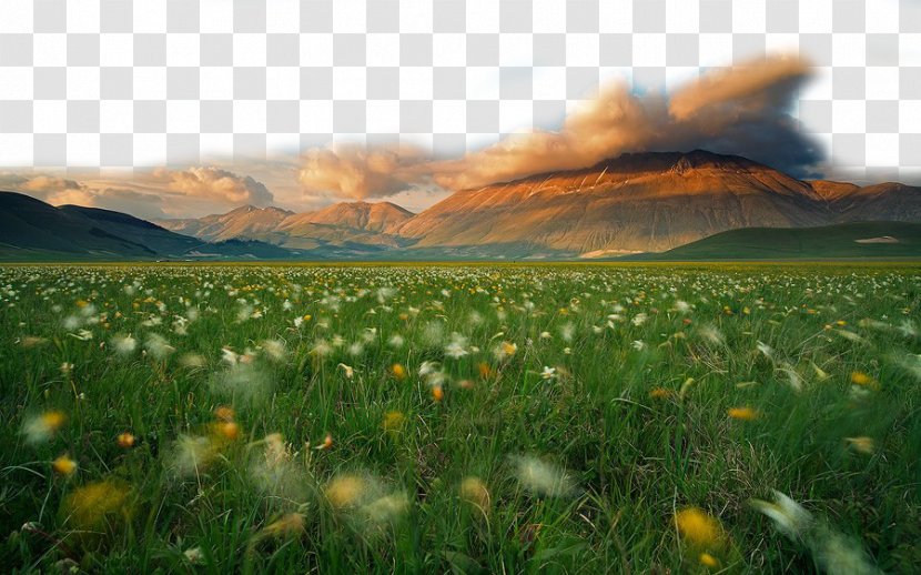 Beautiful Grassland - Landscape Photography Transparent PNG
