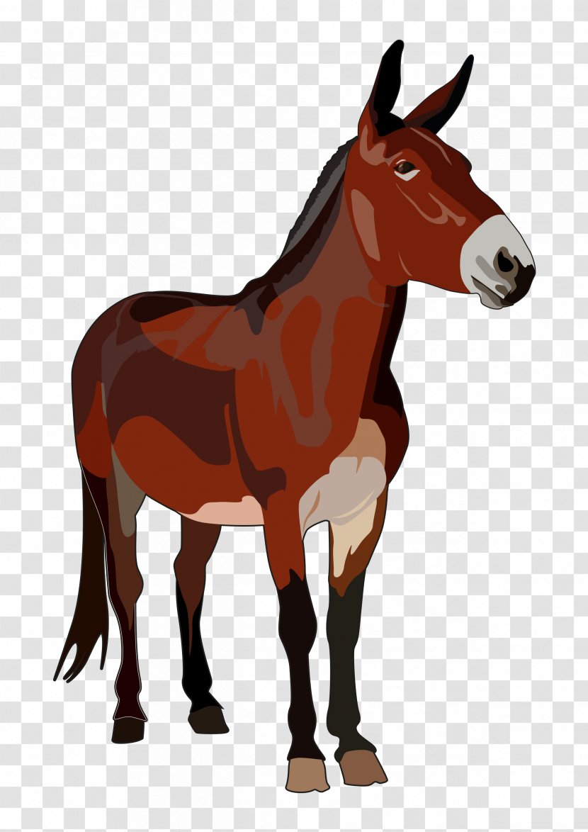 Mule Mula Mare Horse Foal - Tack Transparent PNG