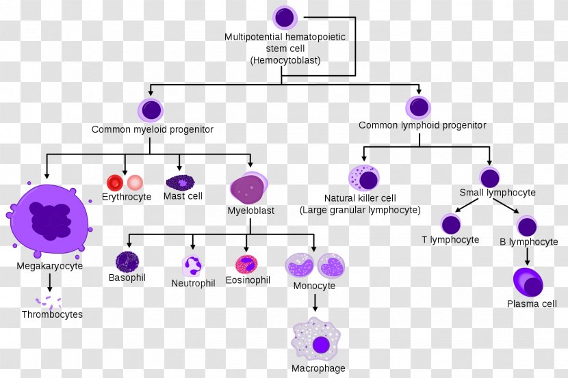 Blood Cell Hematopoietic Stem Haematopoiesis - Purple - Cells Transparent PNG