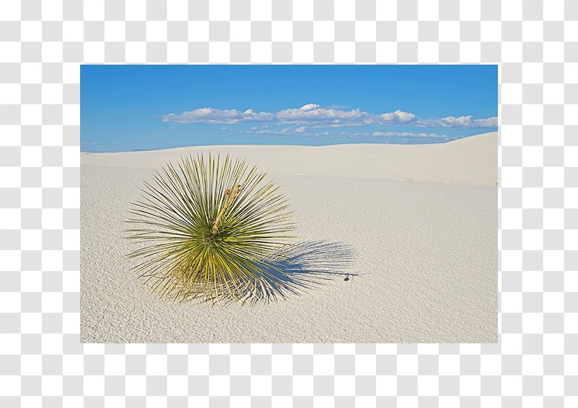 Ecoregion Stock Photography Sky Plc - Ecosystem - White Sand Transparent PNG